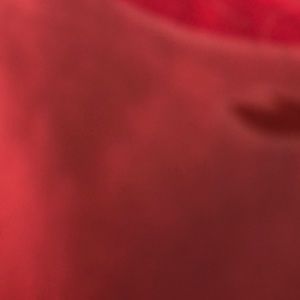 Meet your Posher, Bella